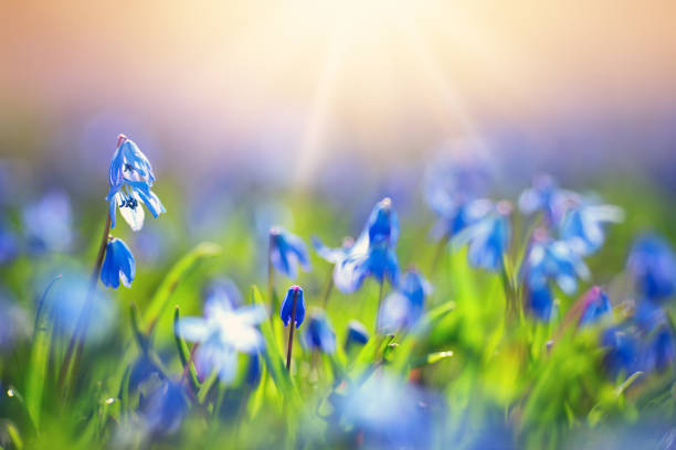 istock Scilla flowers in the park 937746338