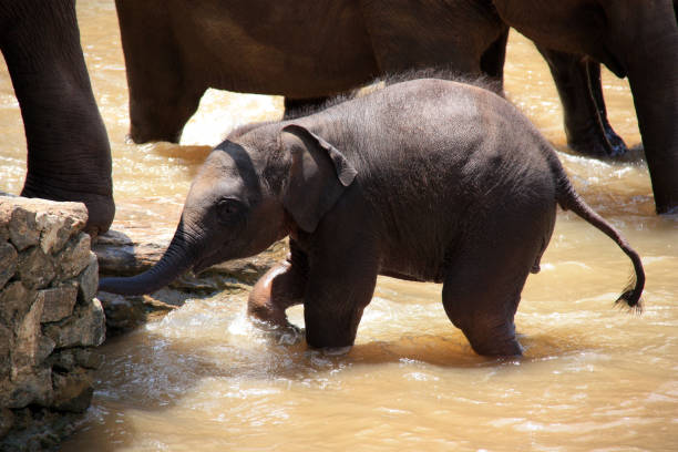 детские слон принимая ванну в шри-ланке - sri lankan elephants стоковые фото и изображения