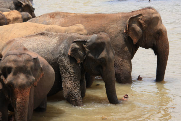 с�лоны принимают ванну в шри-ланке - sri lankan elephants стоковые фото и изображения