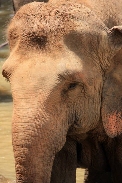 слон принимая ванну в шри-ланке - sri lankan elephants стоковые фото и изображения