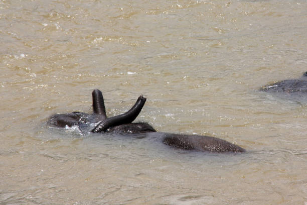 молодые слоны принимают ванну и играют в реке на шри-ланкийской - sri lankan elephants стоковые фото и изображения