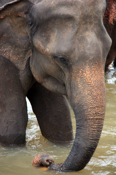 слон принимая ванну в шри-ланке - sri lankan elephants стоковые фото и изображения