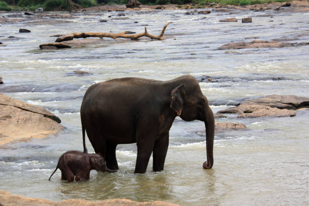 детские слон и мать принимая ванну в шри-ланке - sri lankan elephants стоковые фото и изображения