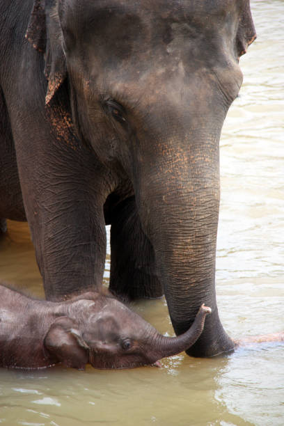 istock Baby Elephant and Mother Taking a Bath and Cuddle in Sri Lankan 937748718