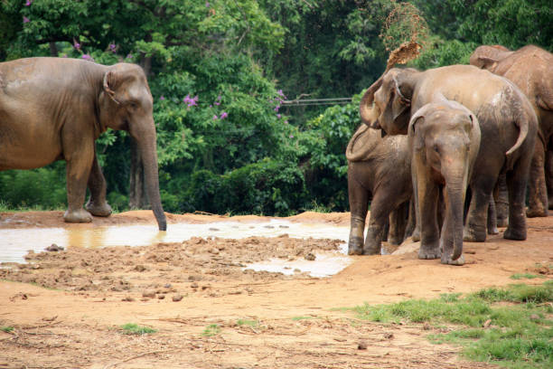слоны принимая грязевой душ в шри-ланке - sri lankan elephants стоковые фото и изображения