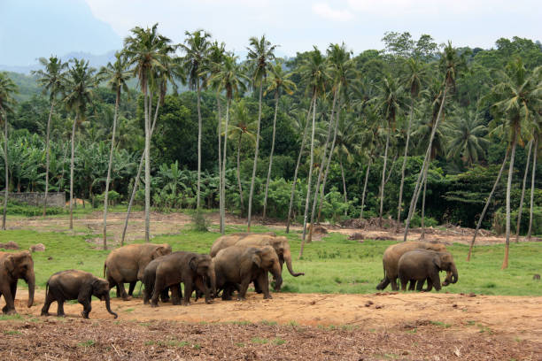 istock Elephants Walking to the River in Sri Lankan 937748776
