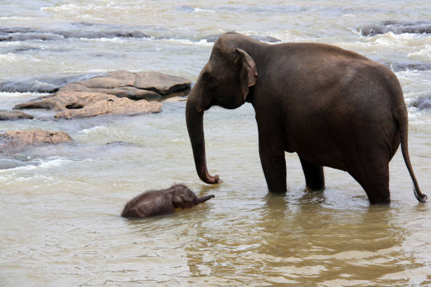 детские слон и мать принимая ванну в шри-ланке - sri lankan elephants стоковые фото и изображения