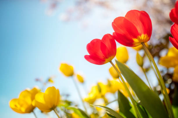 springtime tulip flowers against a blue sky in the sunshine - spring tulip field flower imagens e fotografias de stock