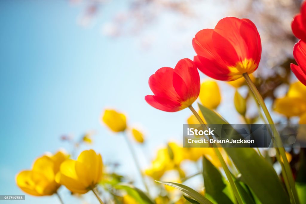 Bahar Lale çiçek mavi gökyüzü güneş karşı - Royalty-free Çiçek Stok görsel
