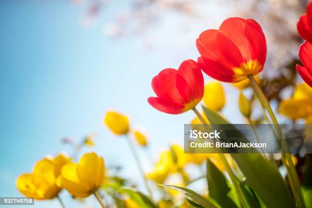 Bahar Lale Çiçek Mavi Gökyüzü Güneş Karşı Stok Fotoğraflar & Çiçek‘nin Daha Fazla Resimleri - Çiçek, Bahar, Lale