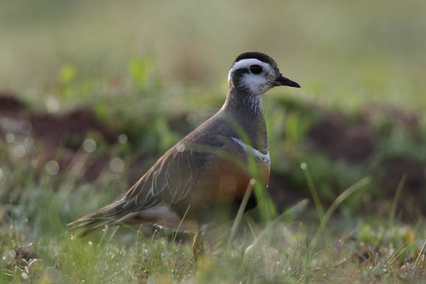 istock Eurasian dotterel (Charadrius morinellus) Helgoland, Germany 937753384