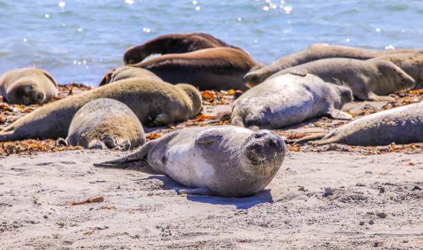 istock Harbor seal and gray seal colony on Dune (Helgoland island), Germany 937753478