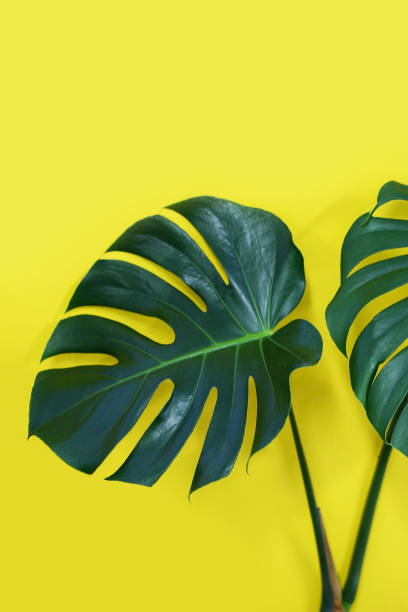 istock monstera leaf on the yellow backgroud 937756924