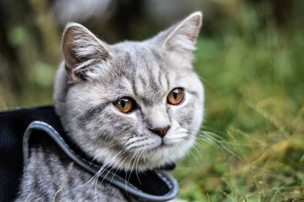 istock Close-Up Portrait Of Cat 937757560
