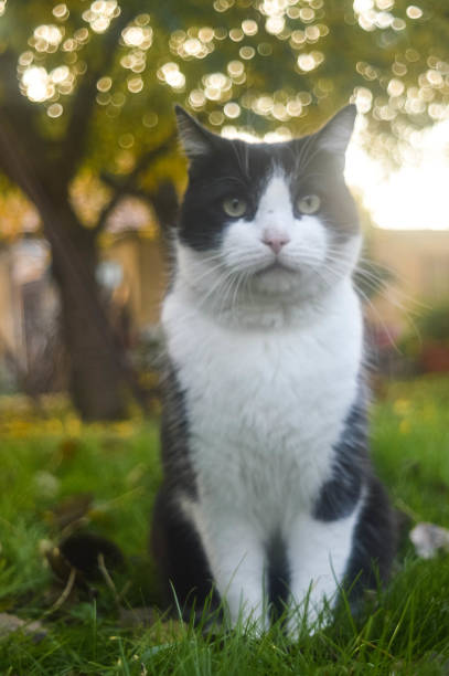 istock Portrait Of Cat 937757746