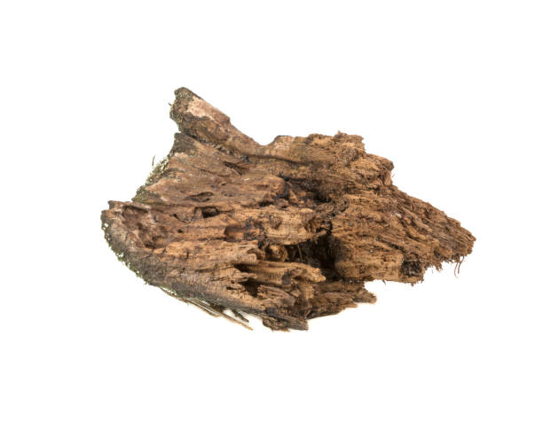 istock rotten wood isolated on white background 937760806