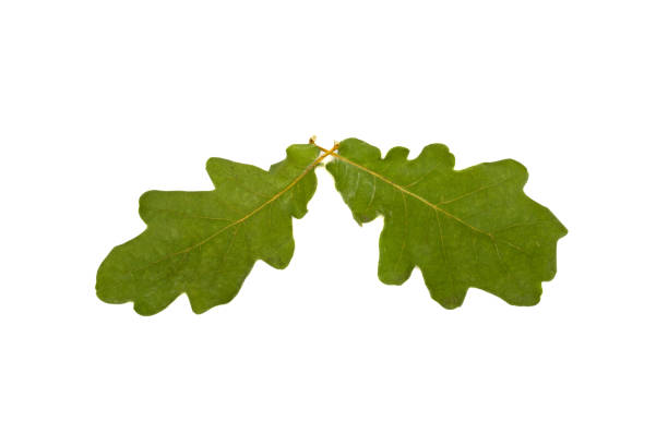istock two oak leaves isolated on white background 937760876