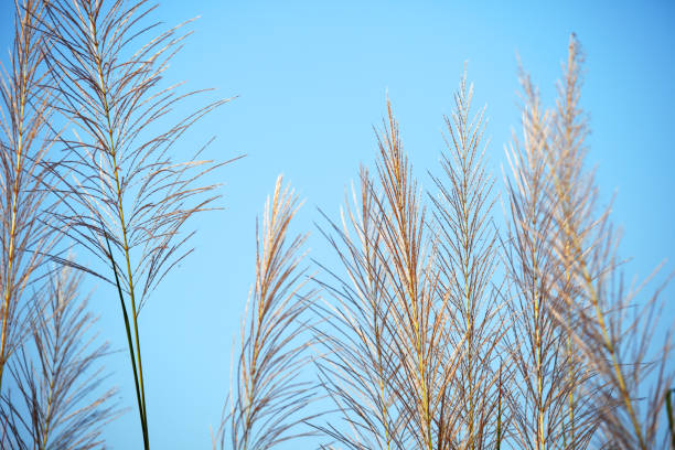 istock close up of white reeds grass against blue sky 937764020