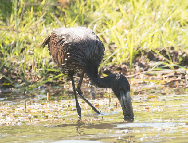 African Openbill Openbill in the river. african openbill anastomus lamelligerus stock pictures, royalty-free photos & images