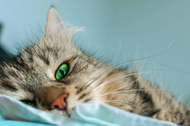istock Close shot of fluffy cat lying on bed 937776658