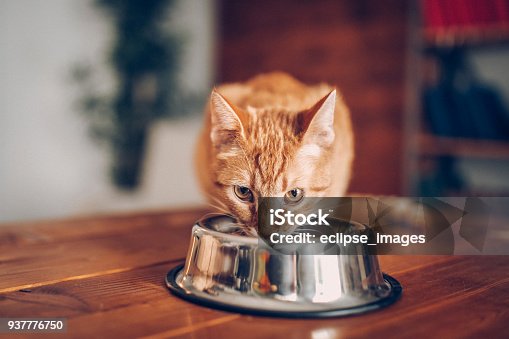 istock Cat eating out of bowl 937776750