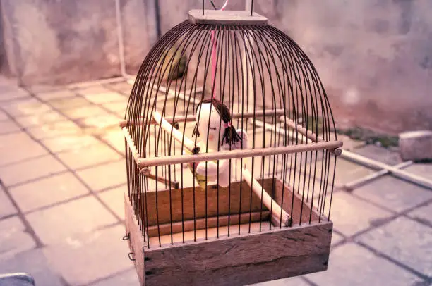 Little toy angel in bird's cage in the yard