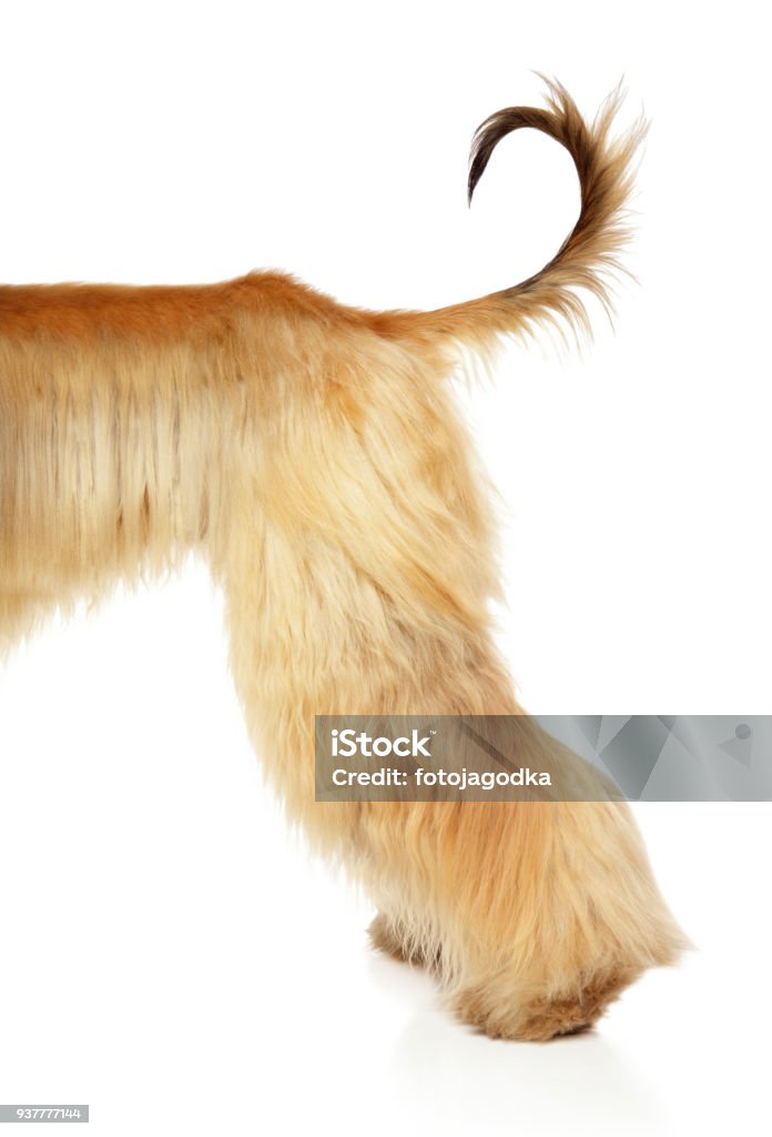 Afghan hound  back of body Afghan hound back of body on white background Dog Stock Photo