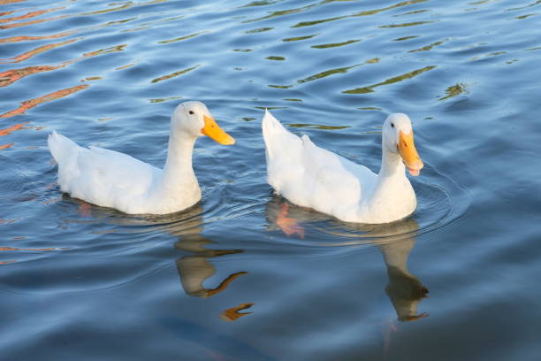 istock Couple of ducks 937777236