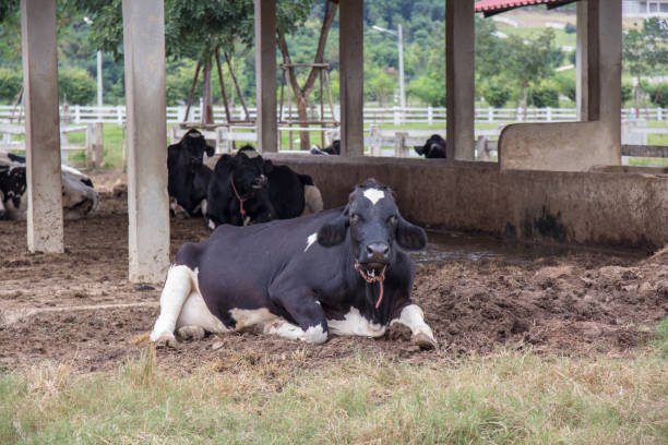 istock milk cow are living in farm 937777426