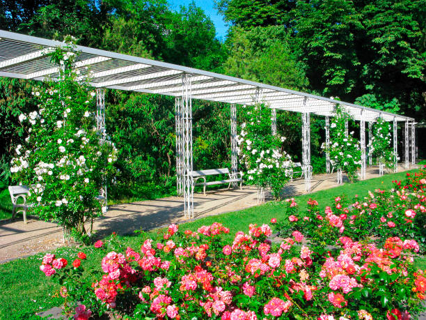Budapest, park the Rose Garden on Margaret Island