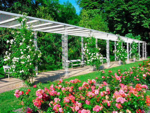 Budapest, park the Rose Garden on Margaret Island Hungary, Budapest. City park the Rose Garden on Margaret Island. White benches in the middle of bushes of roses of white, red, pink colors. A romantic place in a busy city. margitsziget stock pictures, royalty-free photos & images