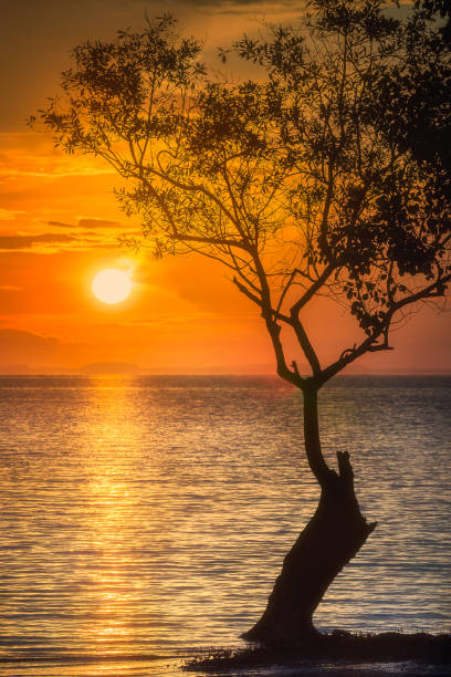 Silhouette of tropical tree over the water and sand beach during sunset Thailand