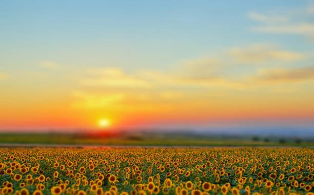 campo de girassóis - flower sunflower field landscaped - fotografias e filmes do acervo