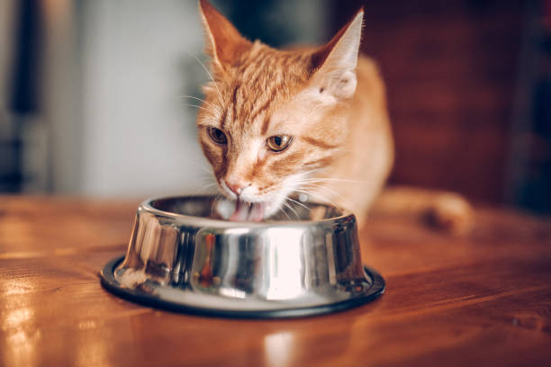 istock Cat eating out of bowl 937778210