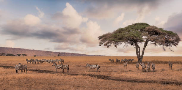 A herd of zebras in Serengeti National Park,Tanzania. stock photo