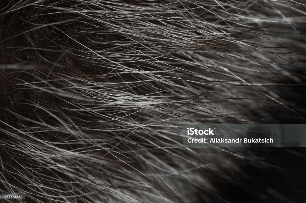 Hairs from animal fur closeup Animal Hair Stock Photo