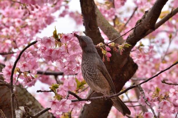 istock Cherry Blossom and Brown-eared Bulbul 937781070