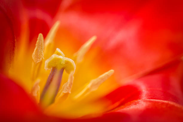 makro tulipanów - tulip single flower flower yellow zdjęcia i obrazy z banku zdjęć