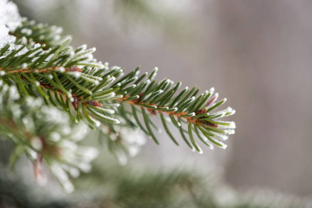 istock green coniferous twig covered with ice crystals in winter 937787294