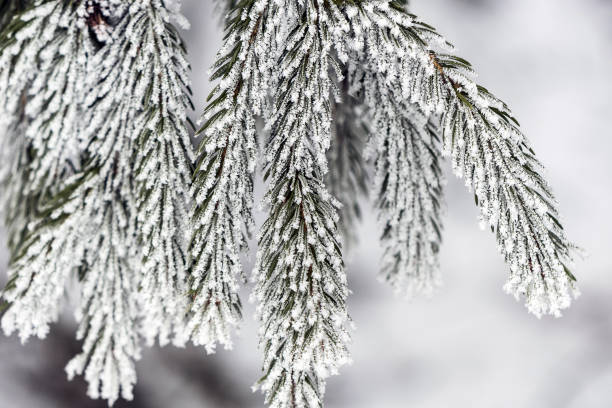istock snow-white coniferous twigs, covered with ice crystals in winter 937787322