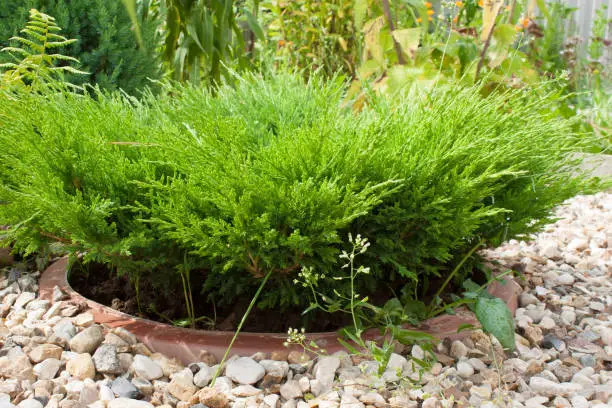 Photo of young green juniper in a flowerbed lined with gravel