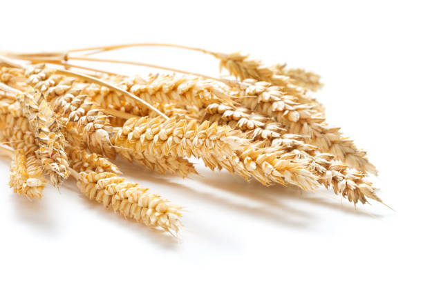 istock sheaf of ripe weat ears isolated on white background 937788512
