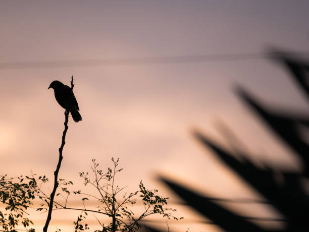 istock Starling Perched on The Top of Twig 937790630