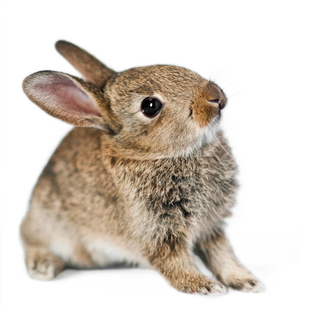 filhote de coelho - dwarf lop eared rabbit pets rabbit isolated - fotografias e filmes do acervo