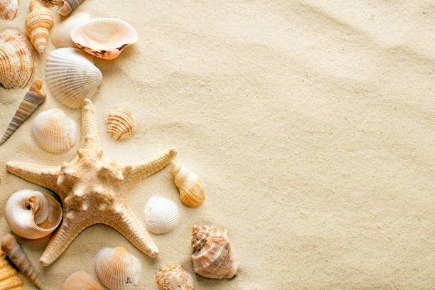 istock sand with seashells and starfish as blank background 937791230