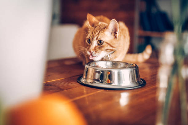 Cat eating out of bowl