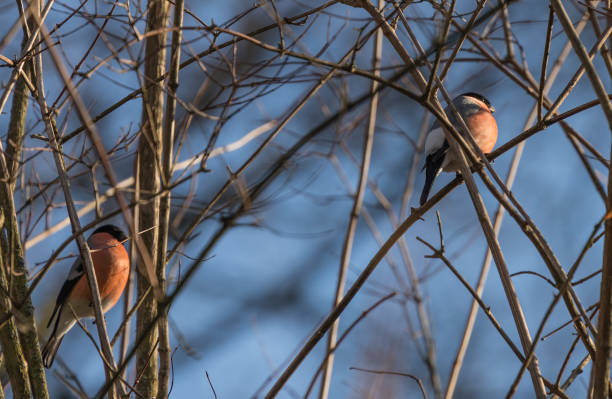 istock Male Bullfinch 937792640