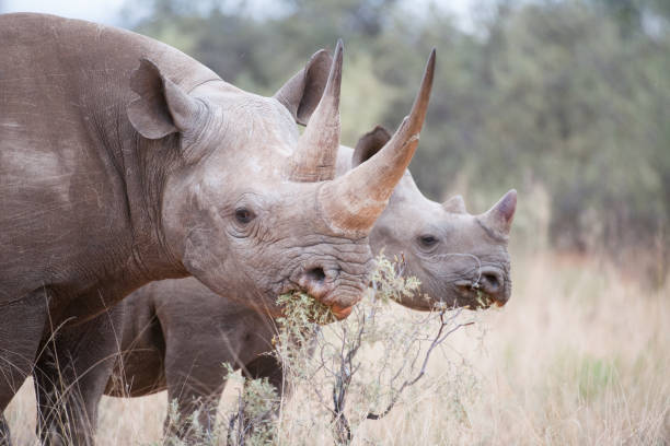 istock Black rhino and calf feeding 937795400
