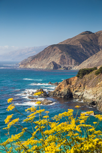 Sea rock covered in yellow flowers in bloom along the Pacific coast on the Pacific Coast Highway in Big Sur California