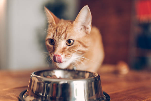 gato comiendo del tazón de fuente - undomesticated cat fotografías e imágenes de stock